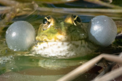 Frosch2