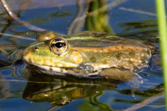 Froschg1